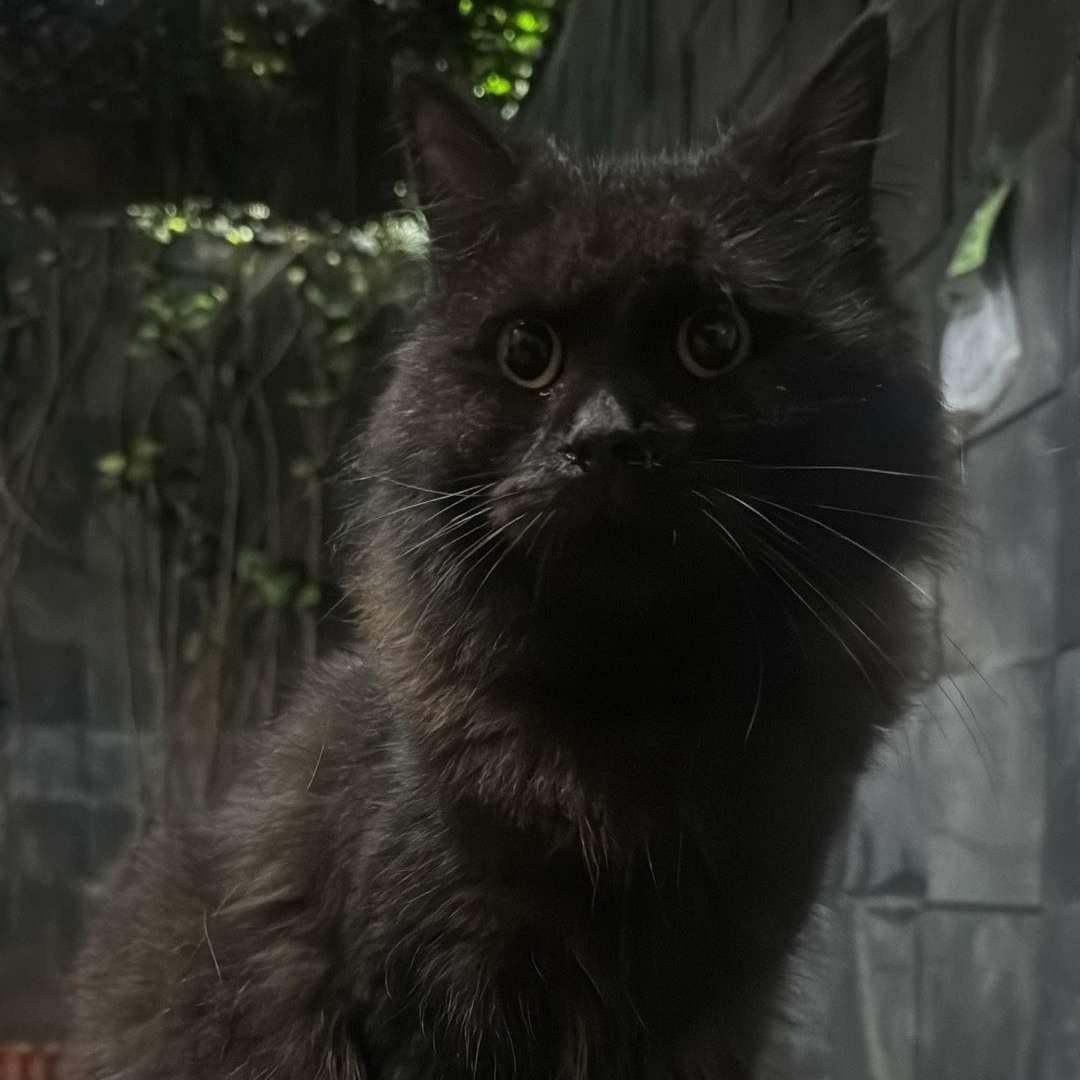 Ava